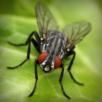 /album/bug-bust/photolia-a01-jpg/