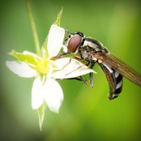 /album/bug-bust/photolia-a02-jpg/