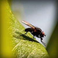 /album/bug-bust/photolia-a04-jpg/