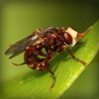 /album/bug-bust/photolia-a06-jpg/