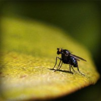 /album/bug-bust/photolia-a07-jpg/