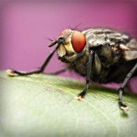 /album/bug-bust/photolia-a08-jpg/
