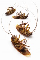 /album/bug-bust/a105705413-jpg/
