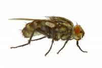 /album/bug-bust/a144192032-jpg/
