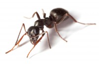 /album/bug-bust/a120654886-jpg/