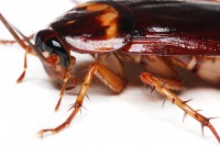 /album/bug-bust/a146877596-jpg/