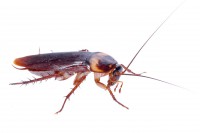 /album/bug-bust/a146886283-jpg/