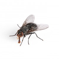 /album/bug-bust/a148226158-jpg/
